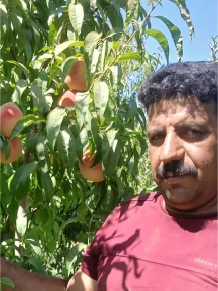 معرفی انواع هلو در ایران