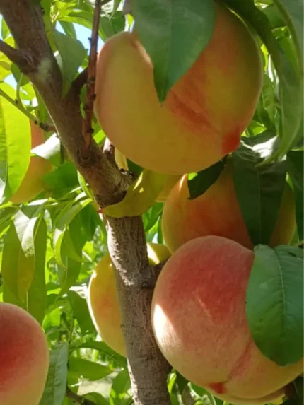 معرفی انواع هلو در ایران